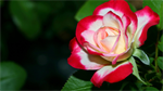 Fond d'cran gratuit de Fleurs - Roses numro 65320